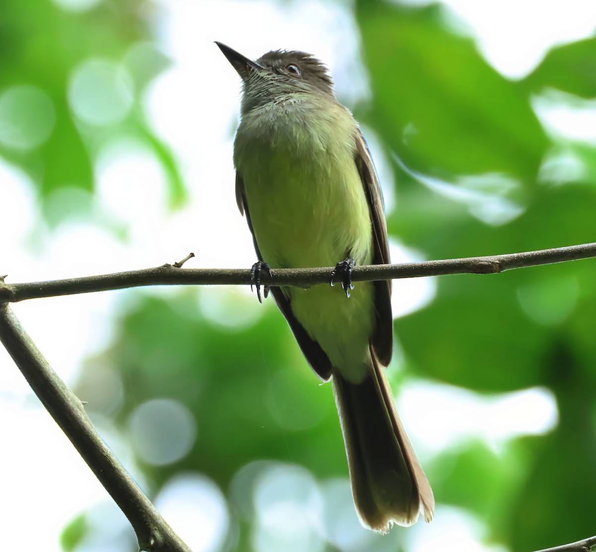 Apical Flycatcher - ML637677091