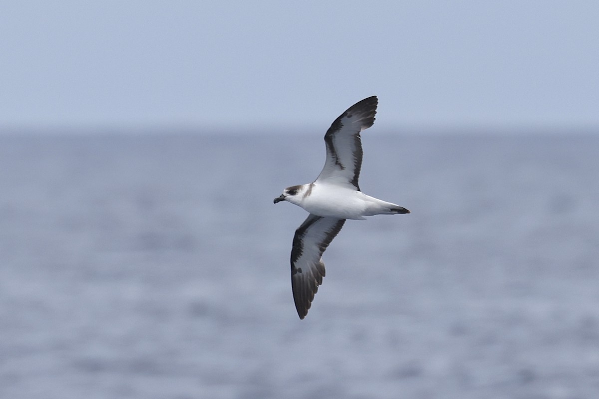 Black-capped Petrel (White-faced) - ML637677105