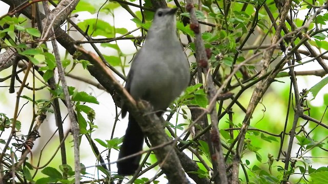 Gray Catbird - ML637677122