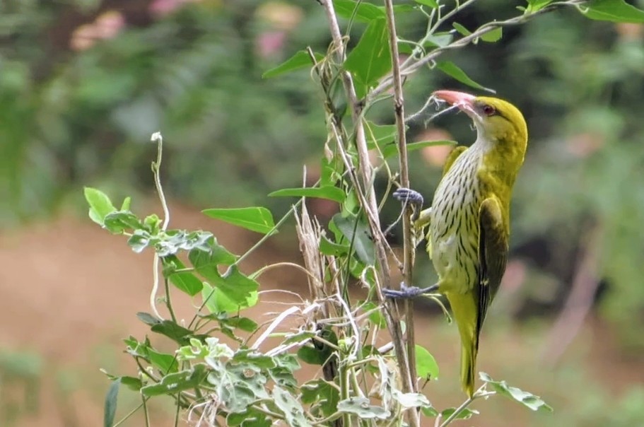 indiapirol - ML637677179