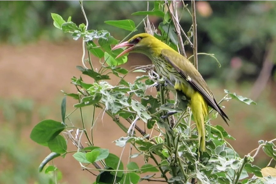 indiapirol - ML637677180