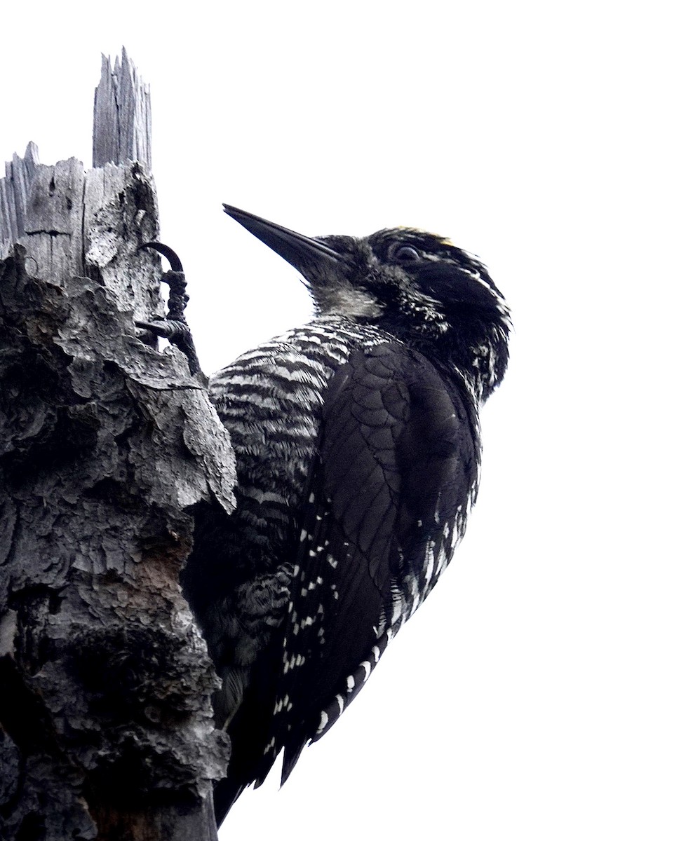 American Three-toed Woodpecker - ML637677198