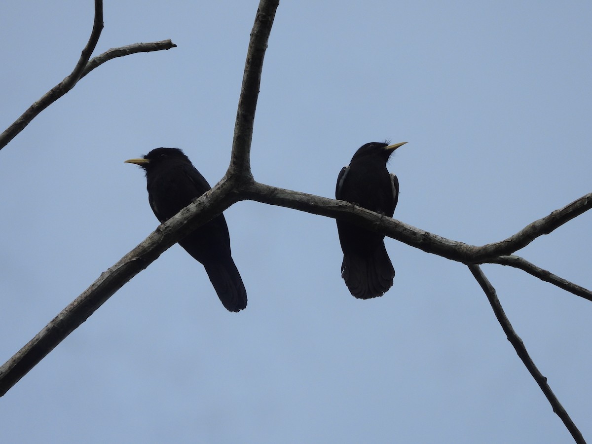 Yellow-billed Nunbird - ML637677211