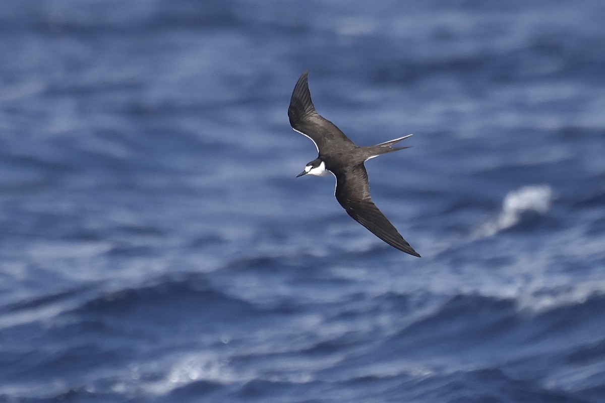 セグロアジサシ - ML637677212