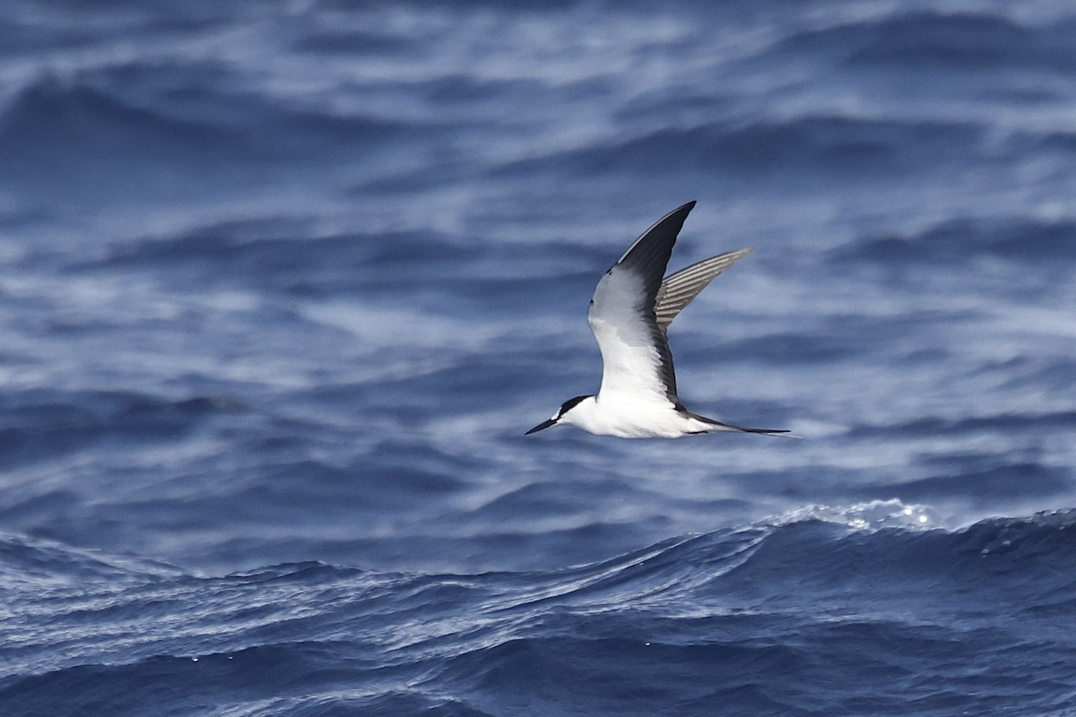 セグロアジサシ - ML637677213