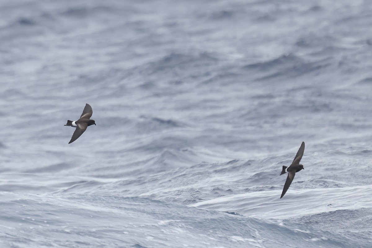 アシナガウミツバメ - ML637677242