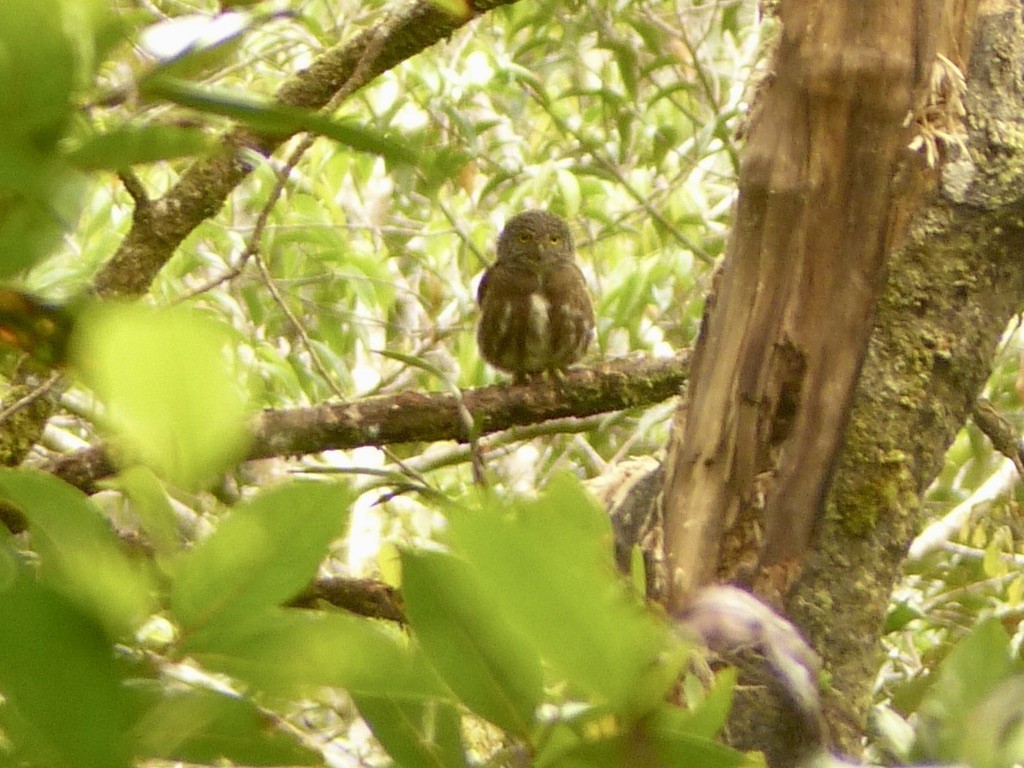 Sunda Owlet - ML637677272
