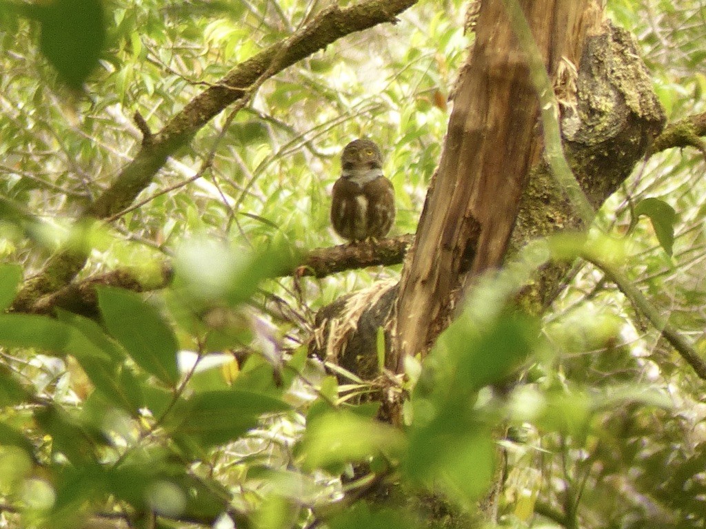 Sunda Owlet - ML637677273