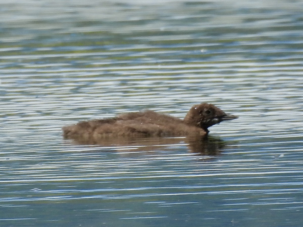 Common Loon - ML637677287