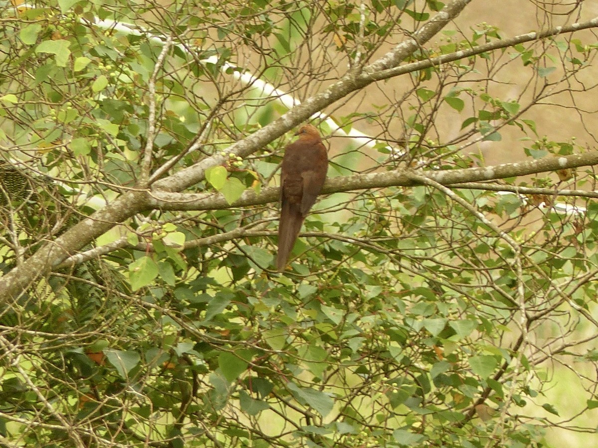 Little Cuckoo-Dove - ML637677307