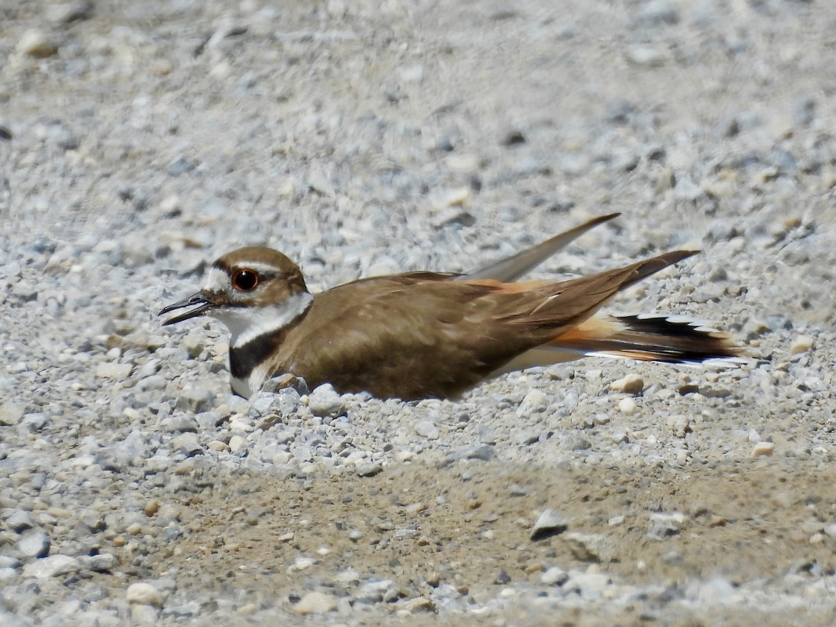 Killdeer - ML637677314