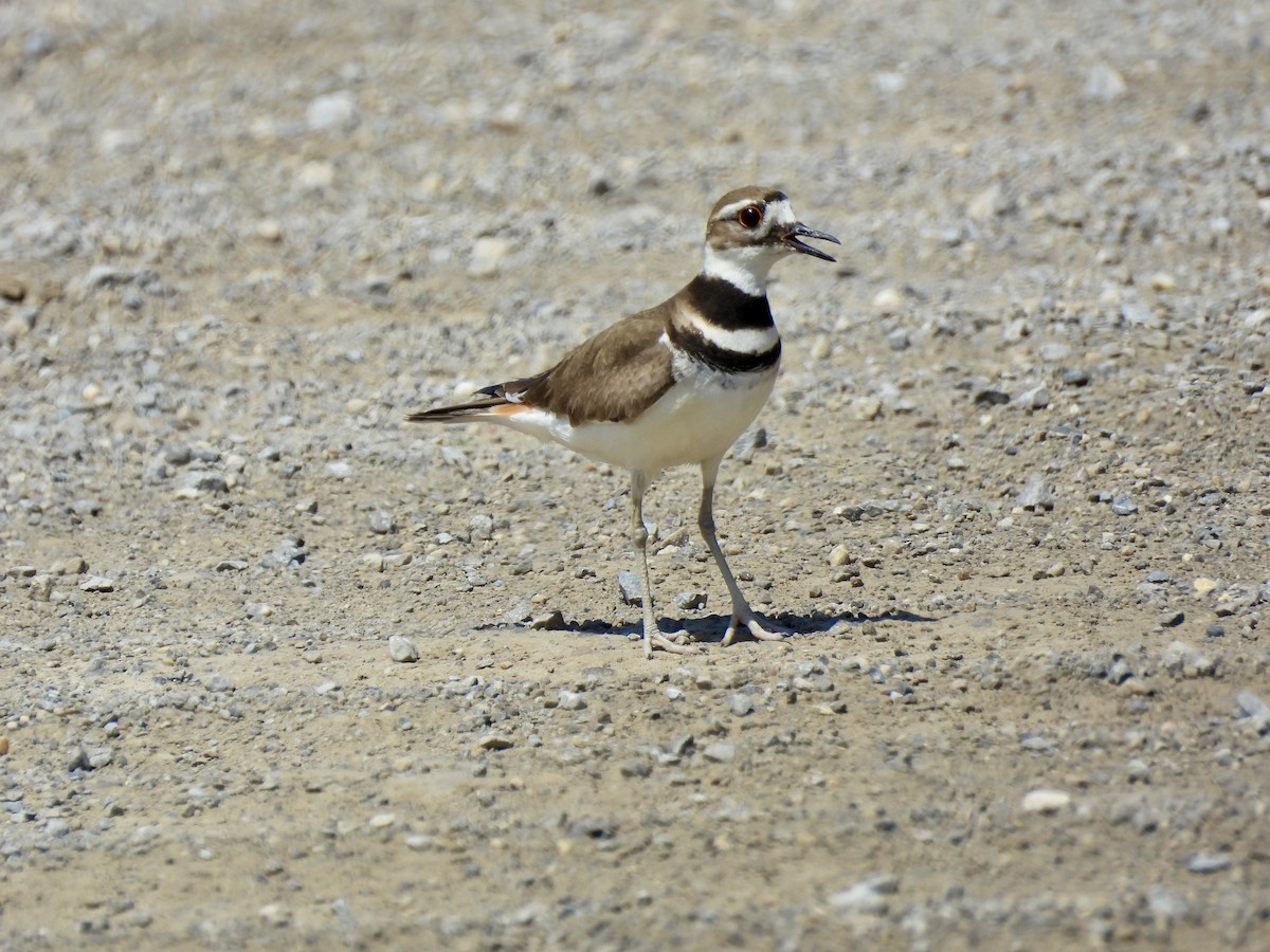 Killdeer - ML637677315