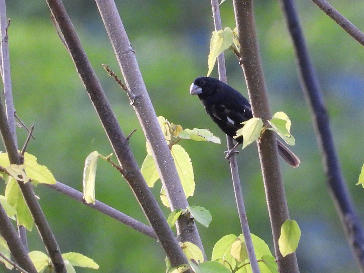 Large-billed Seed-Finch - ML637677320