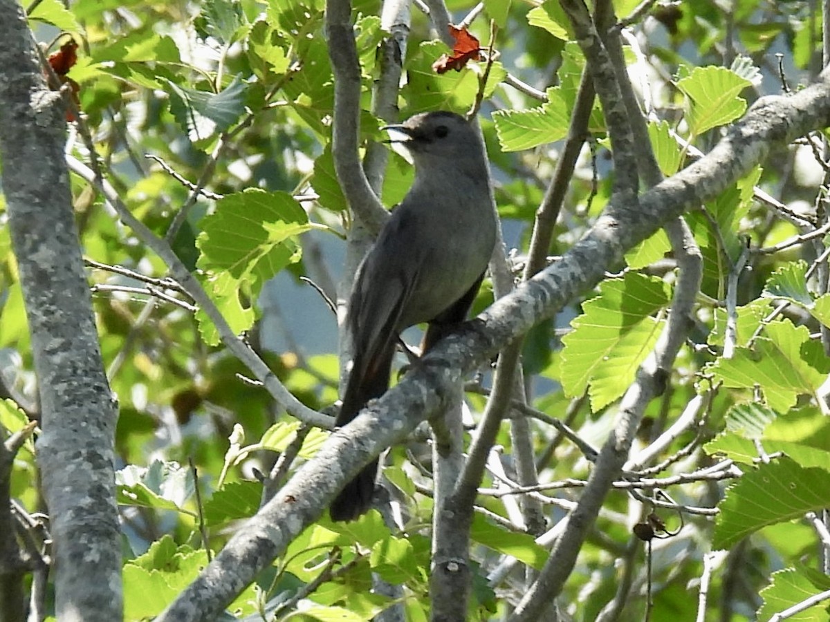 Gray Catbird - ML637677323