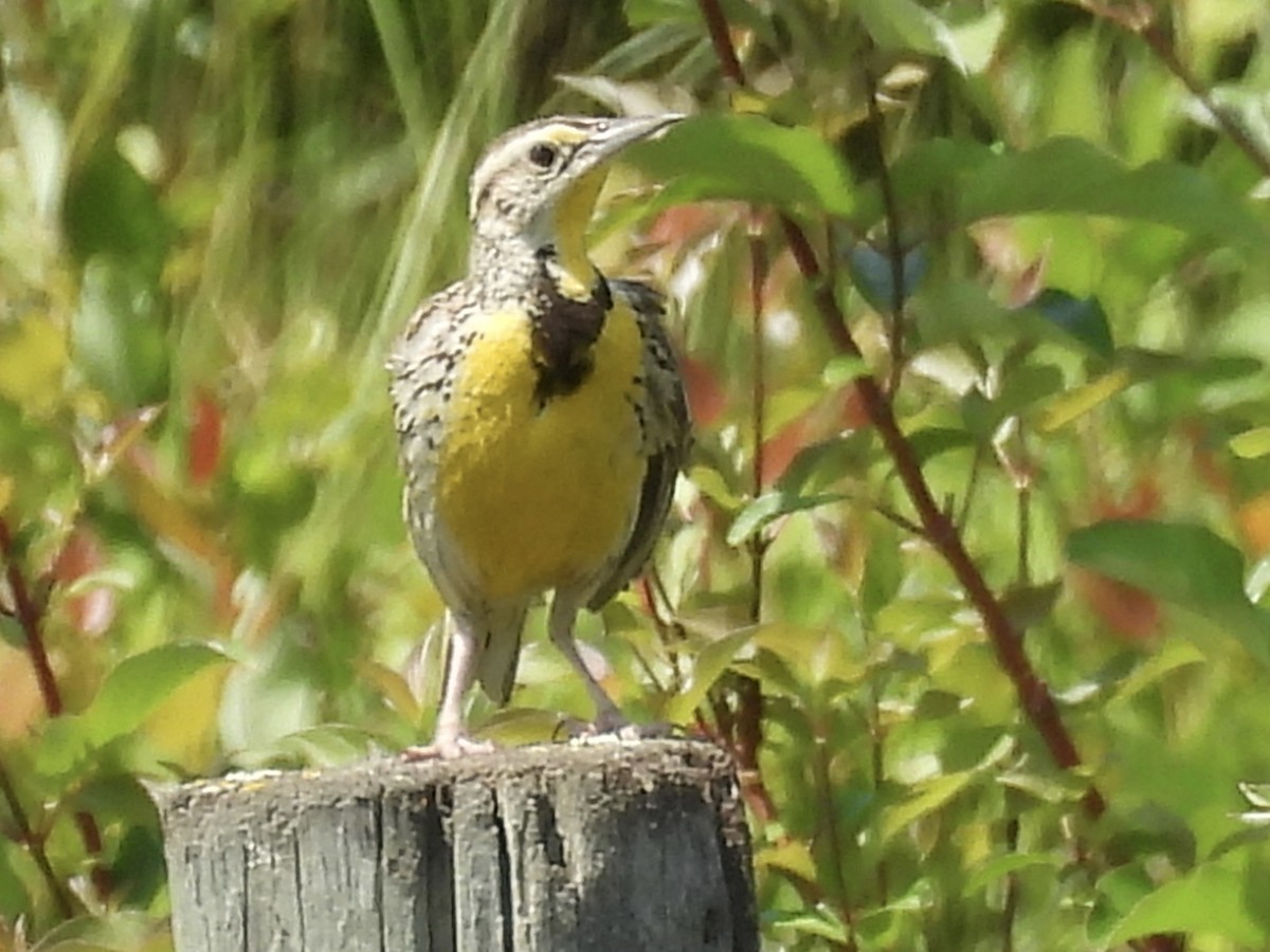 Western Meadowlark - ML637677344