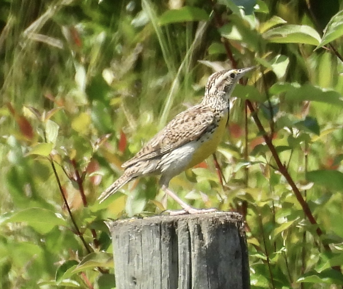 Western Meadowlark - ML637677345