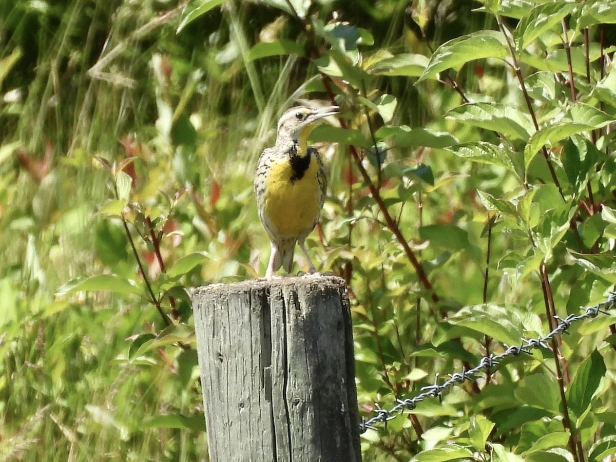 Western Meadowlark - ML637677346
