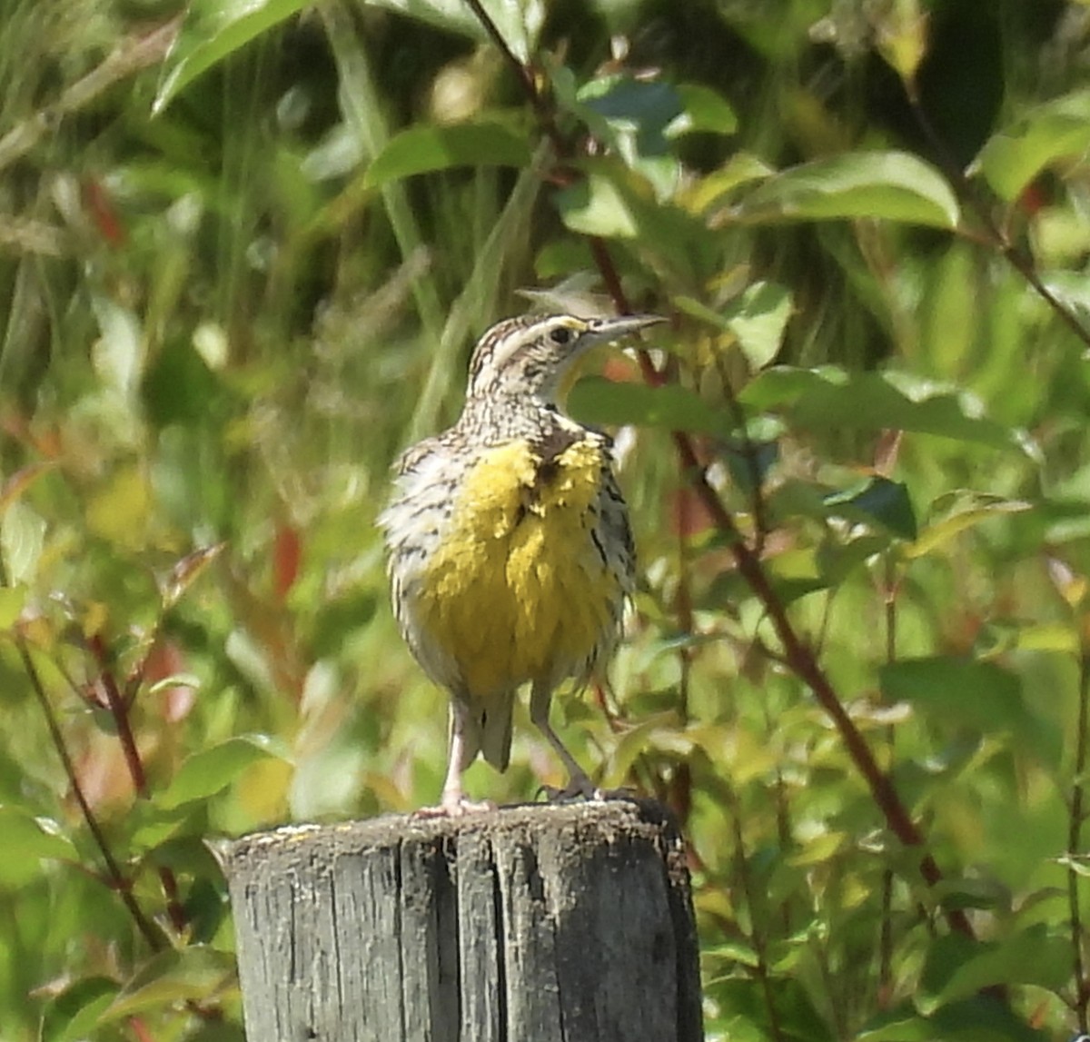 Western Meadowlark - ML637677347