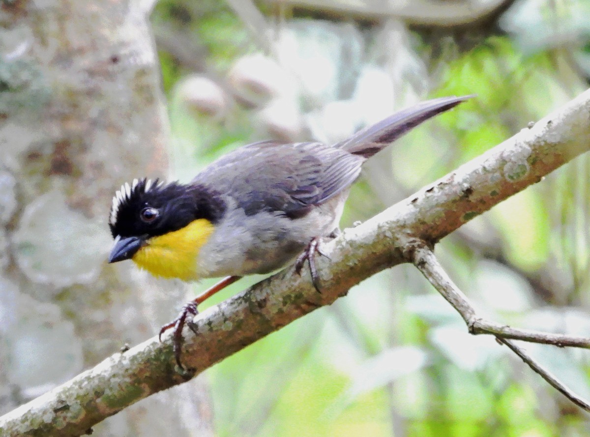 White-naped Brushfinch - ML637677350