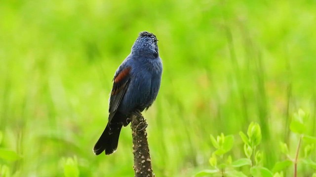 Blue Grosbeak - ML637677354