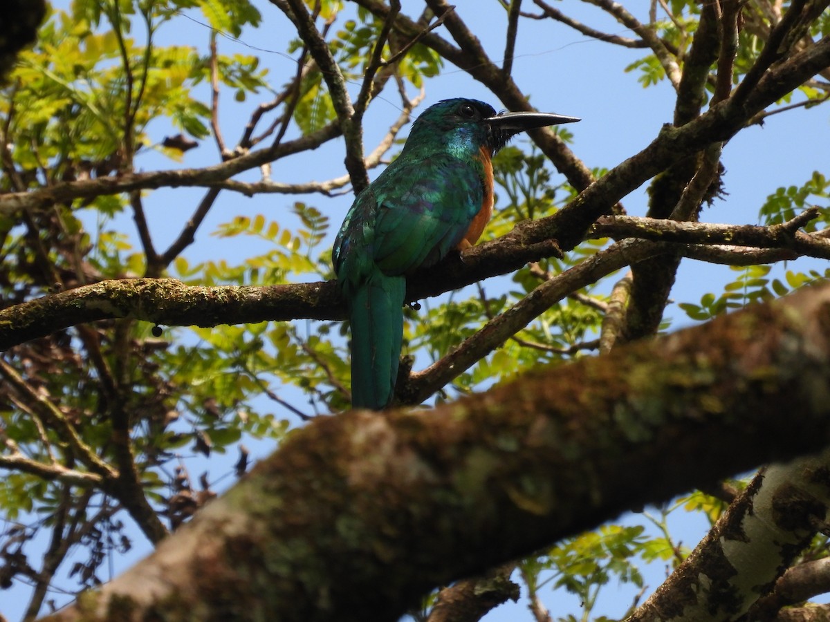 Great Jacamar - ML637677372