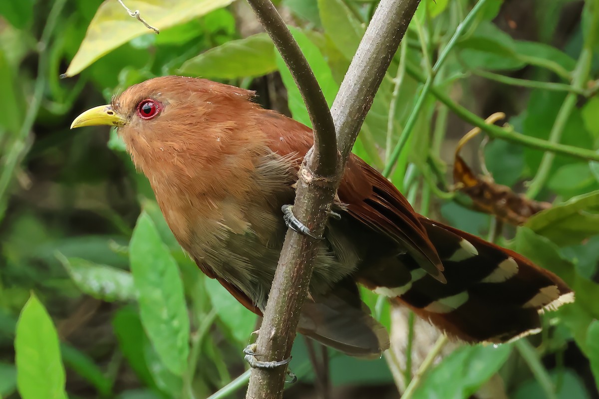Little Cuckoo - ML637677382