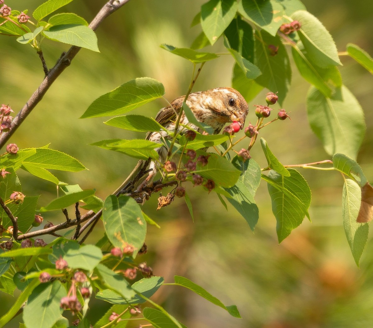 Purple Finch - ML637677424