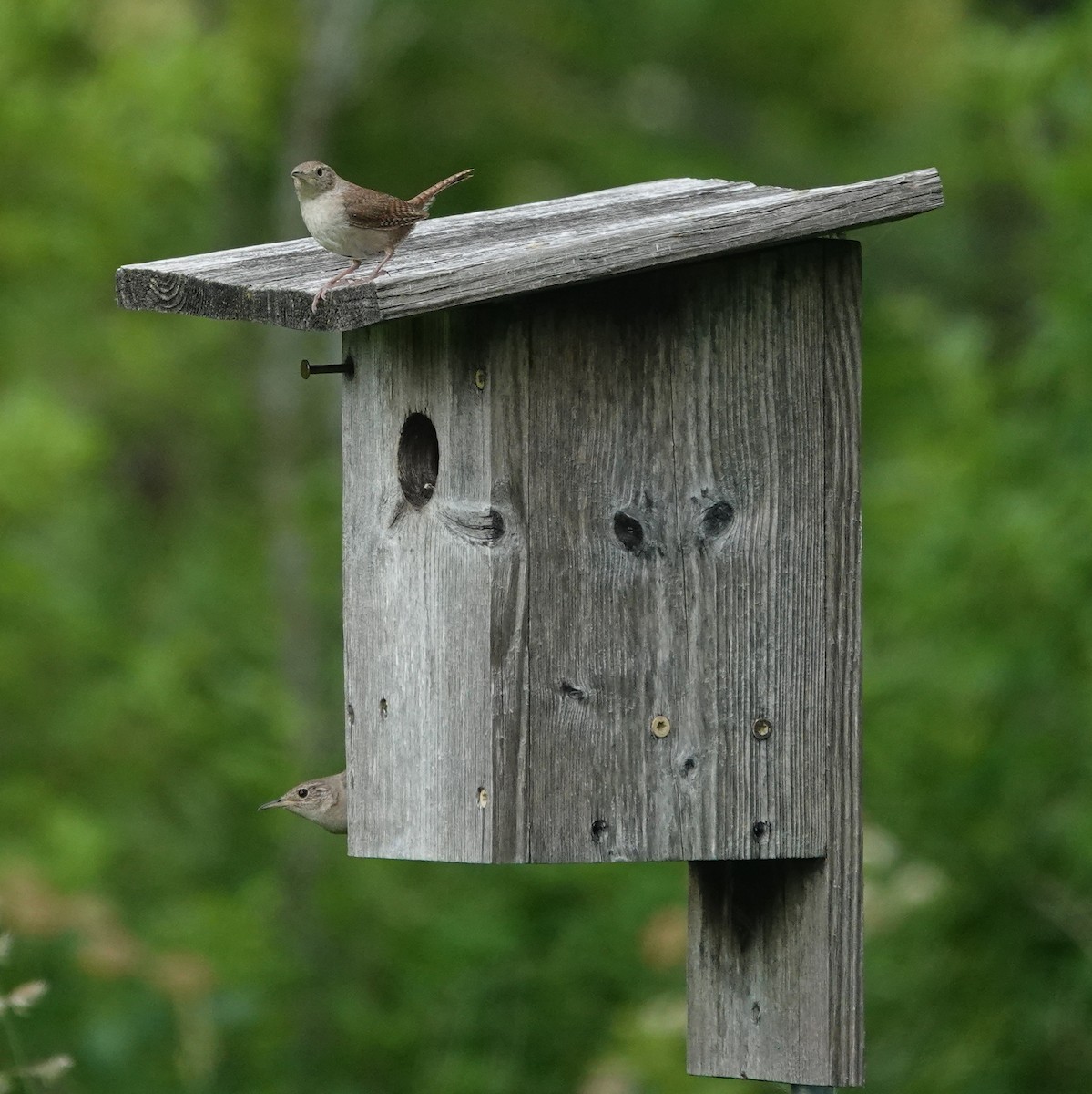 Northern House Wren - ML637677451