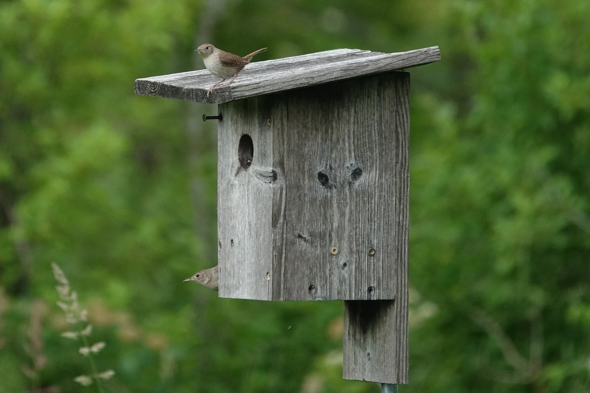 Northern House Wren - ML637677460