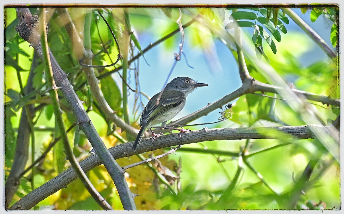 Pearly-vented Tody-Tyrant - ML637677461