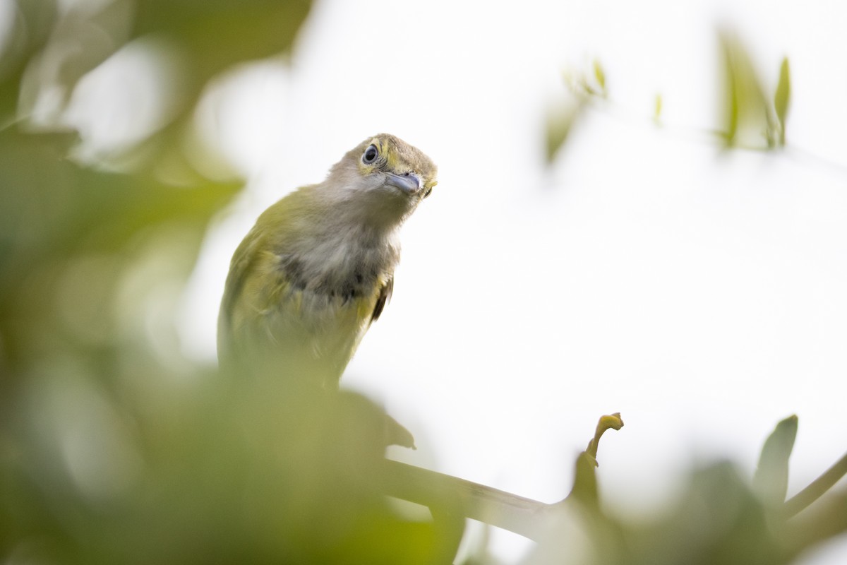 hvitøyevireo - ML637677470