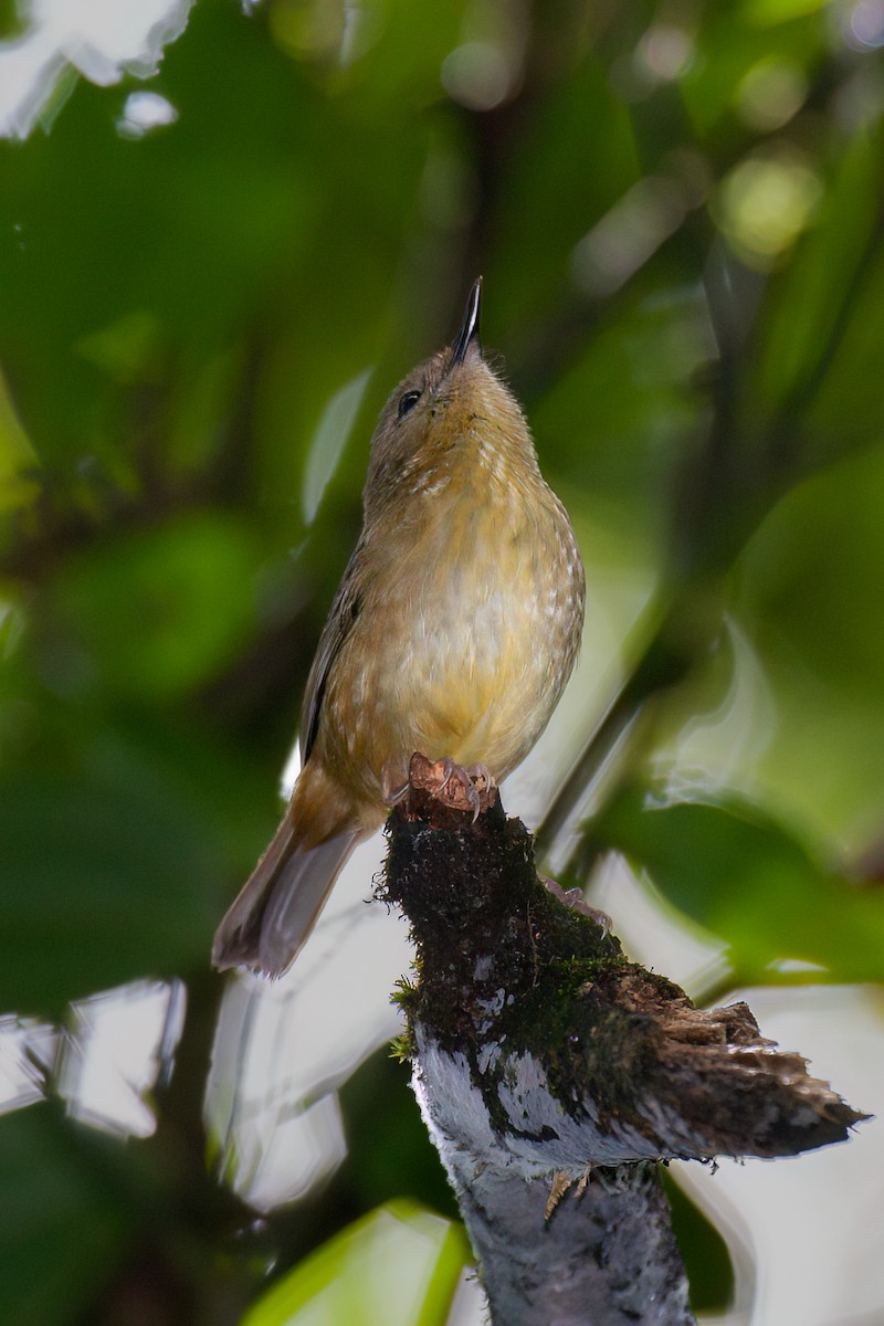 Atherton Scrubwren - ML637677498