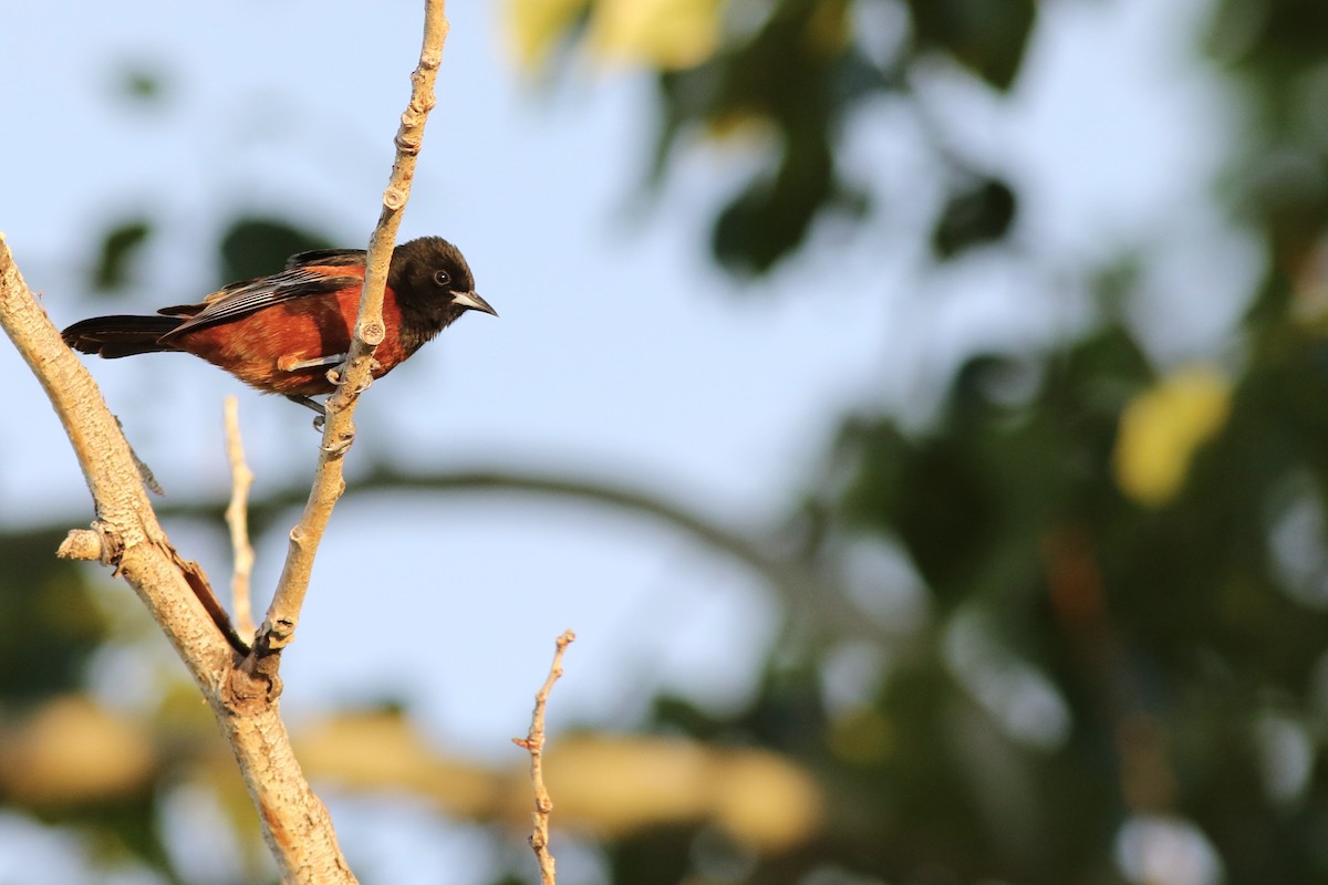 Orchard Oriole - ML637677502