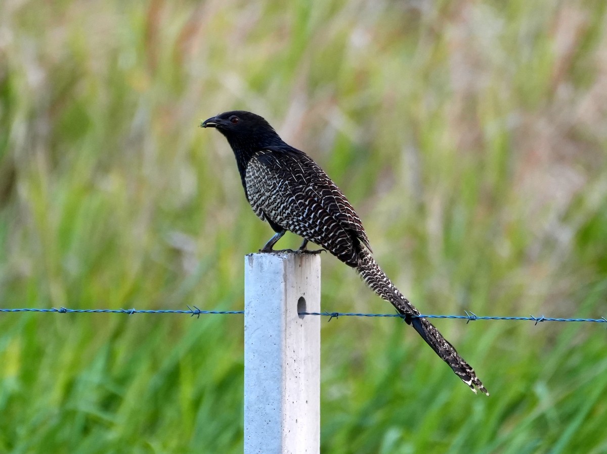 Pheasant Coucal - ML637677539