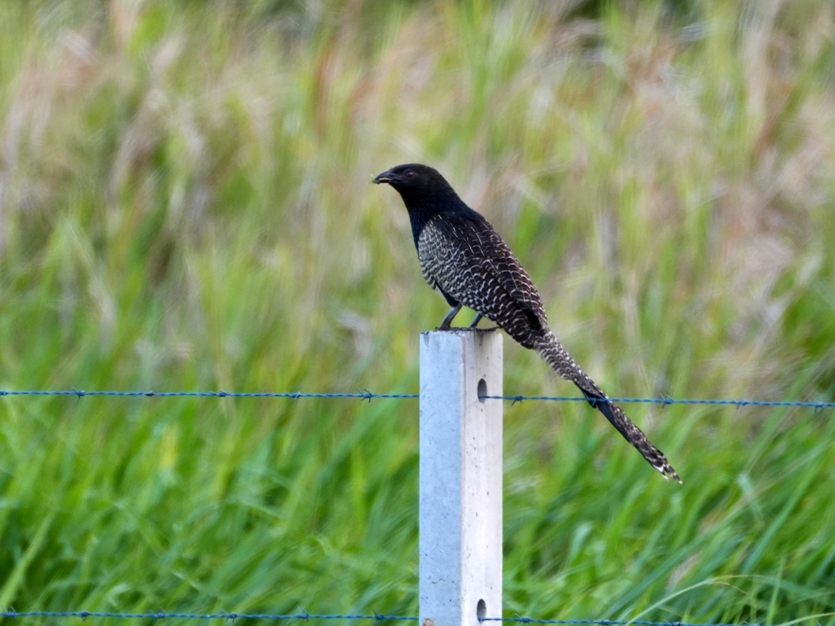 Pheasant Coucal - ML637677541