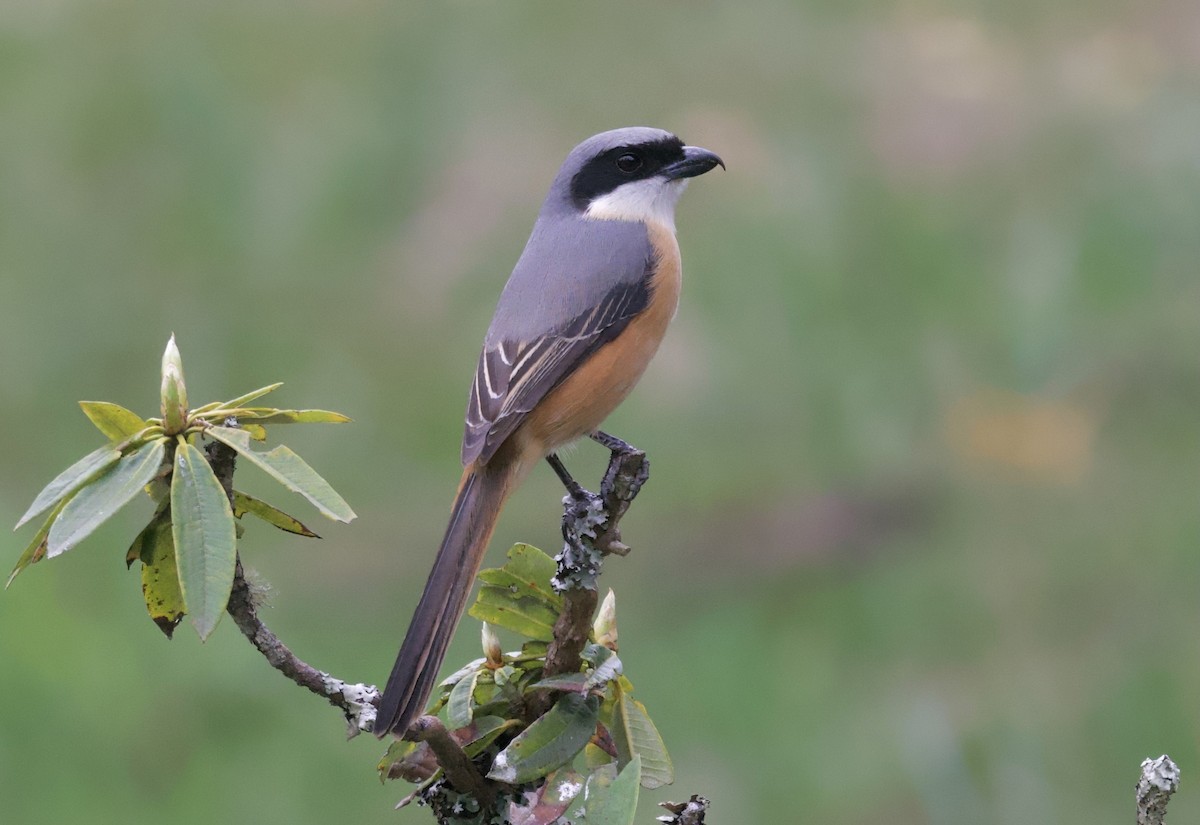 Gray-backed Shrike - ML637677563