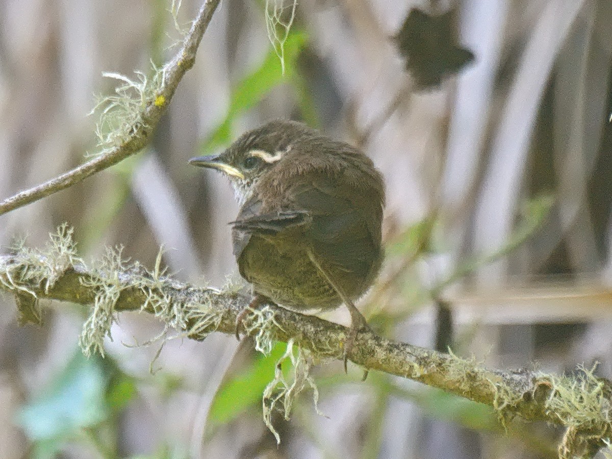 Cucarachero Colinegro (grupo spilurus) - ML637677564