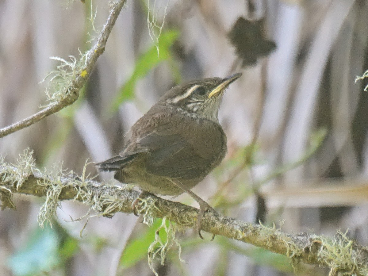 Cucarachero Colinegro (grupo spilurus) - ML637677577