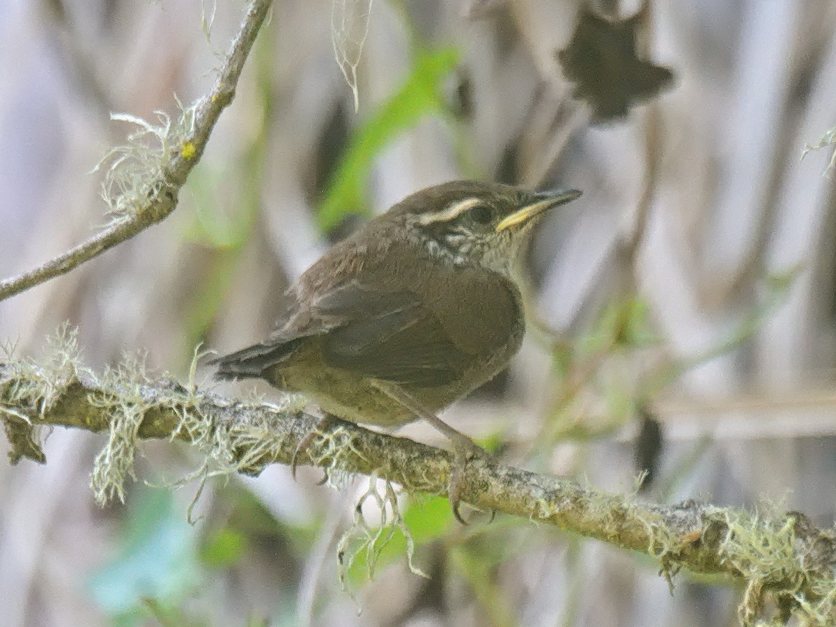 Cucarachero Colinegro (grupo spilurus) - ML637677583