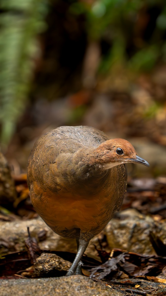 Tawny-breasted Tinamou - ML637677596