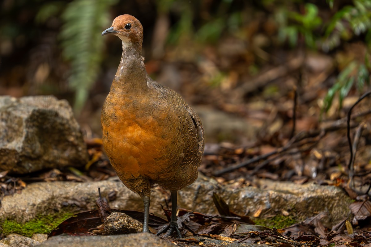 Tawny-breasted Tinamou - ML637677607