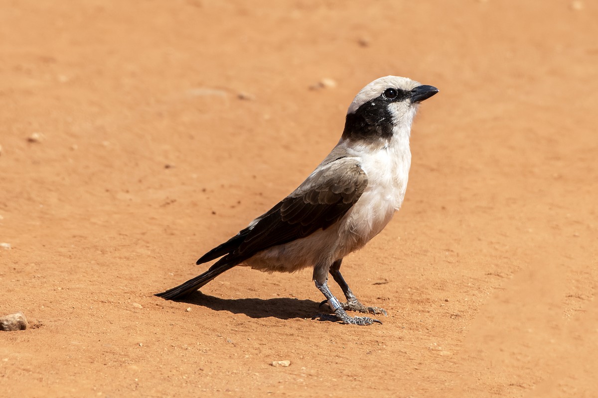 White-crowned Shrike - ML637677611
