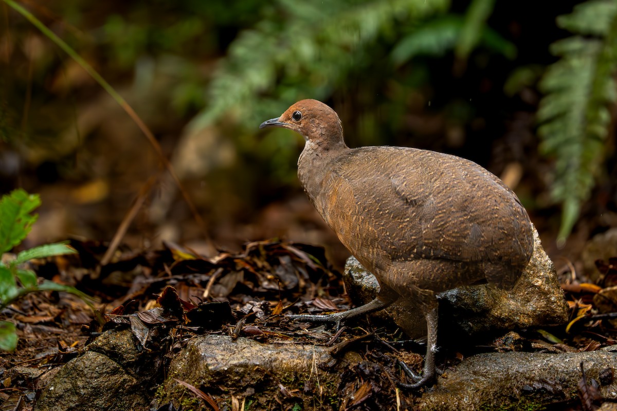 Tawny-breasted Tinamou - ML637677619