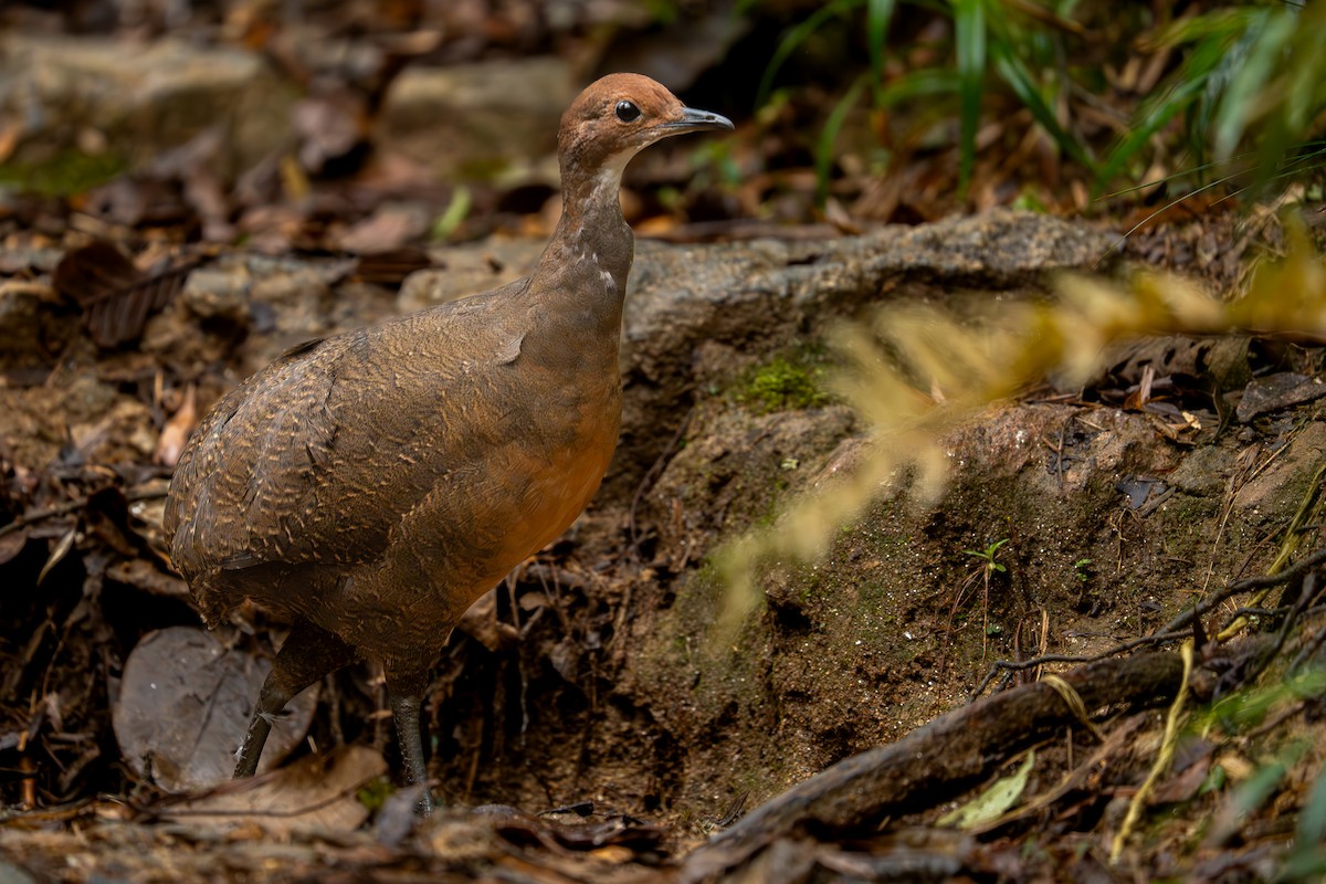 Tawny-breasted Tinamou - ML637677626