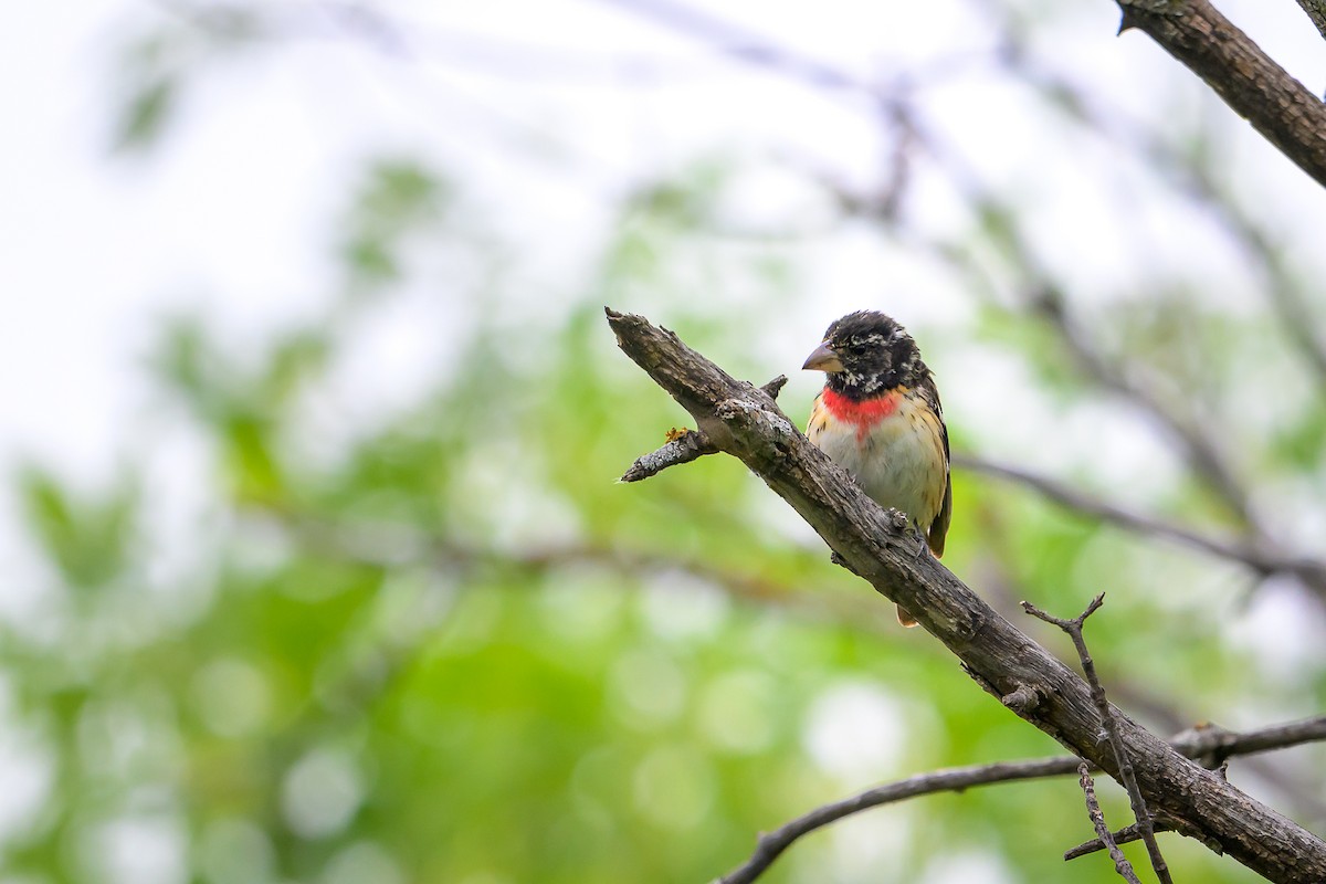 Rose-breasted Grosbeak - ML637677653