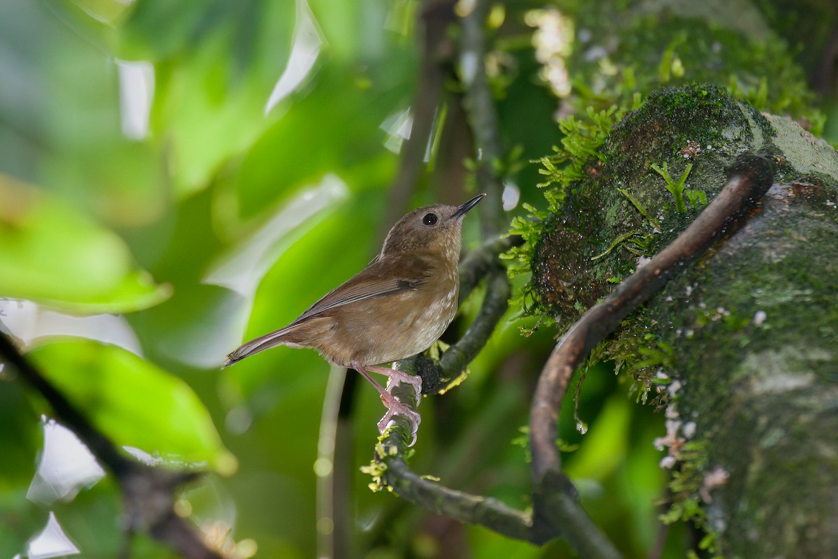 Atherton Scrubwren - ML637677656
