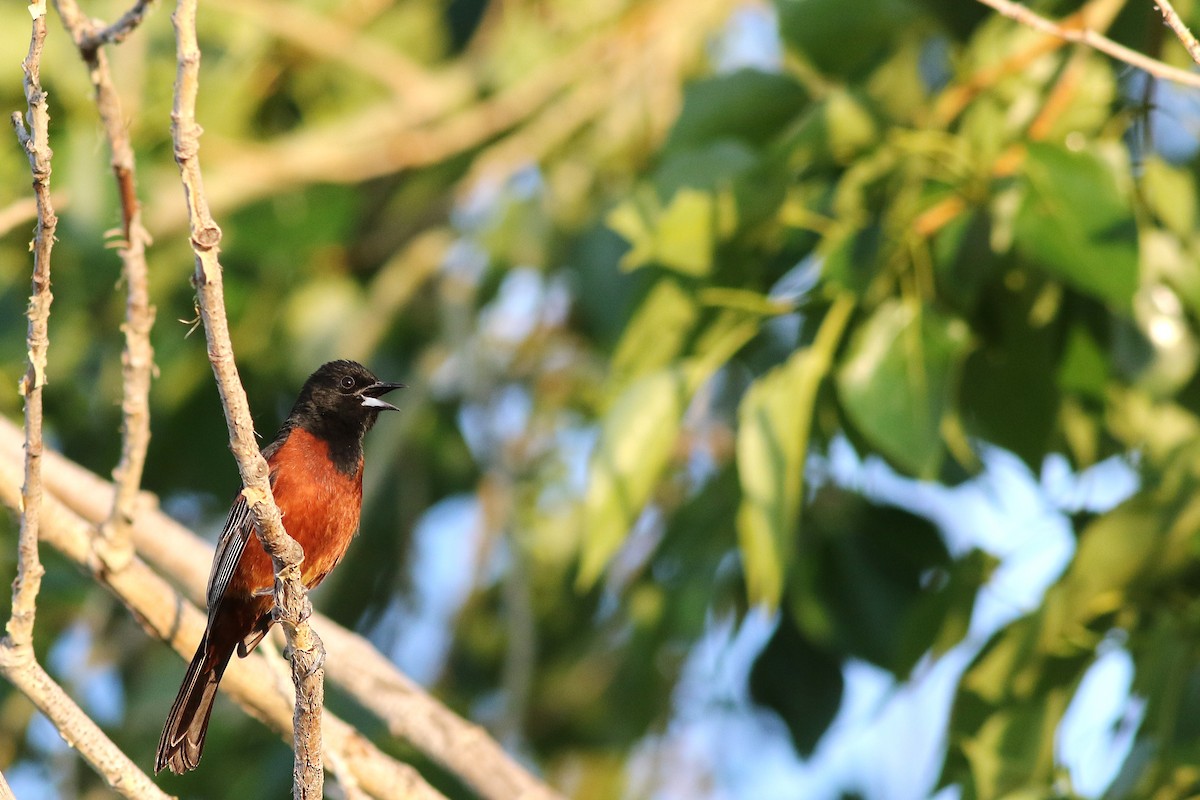 Orchard Oriole - ML637677659