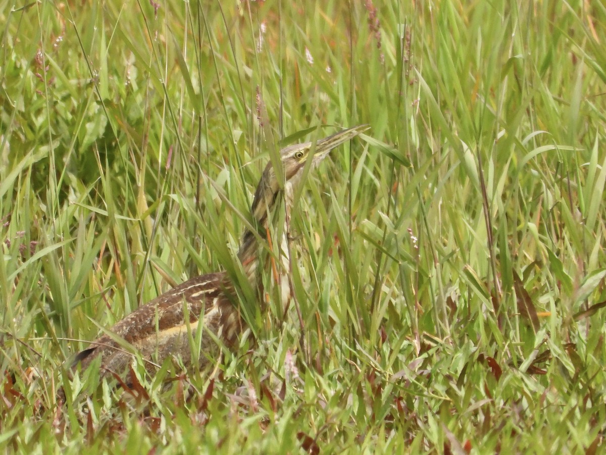 アメリカサンカノゴイ - ML637677718