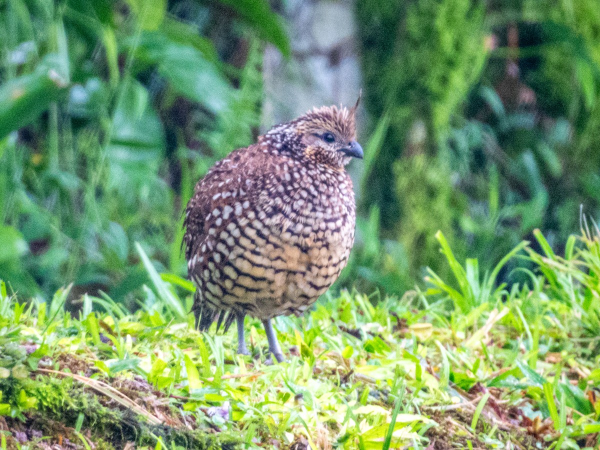 Crested Bobwhite - ML637677746