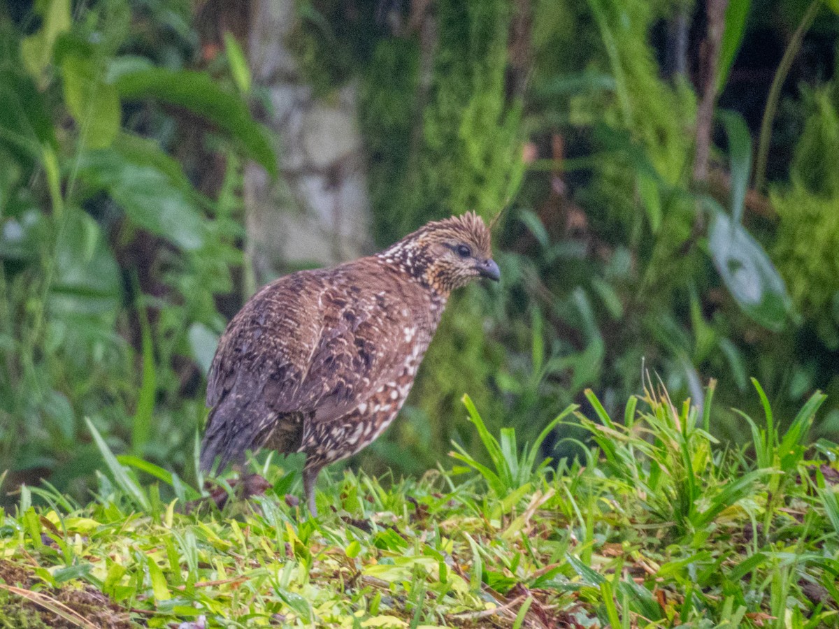 Crested Bobwhite - ML637677749